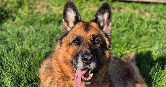 gwendal pet sitter à VERTOU 44120_1