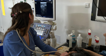 marine pet sitter à MARSEILLE 09 13009_1