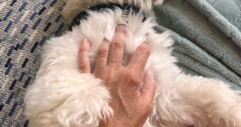 isabelle pet sitter à VANNES 56000_3