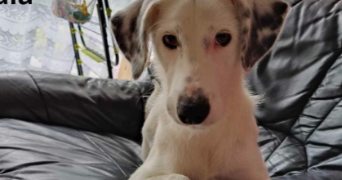 ophélie pet sitter à LA ROCHE SUR YON 85000_3