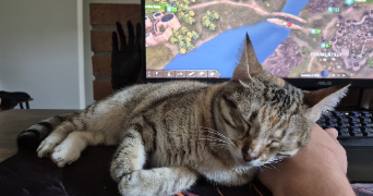 isabelle cat sitter à ST GENEST LERPT 42530_9