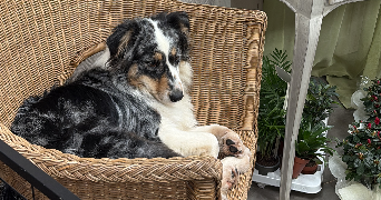 patricia pet sitter à TOUROUVRE AU PERCHE 61190_4