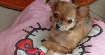 frederick pet sitter à PERPIGNAN 66000_0