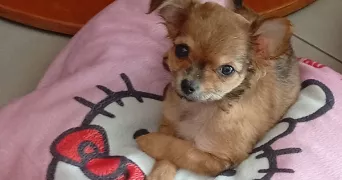frederick pet sitter à PERPIGNAN 66000