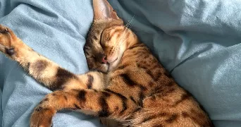 lucie pet sitter à SURESNES 92150