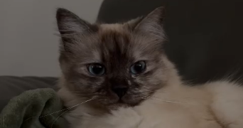 lina pet sitter à Chatillon 92320_1