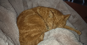 sophie pet sitter à LILLE 59160_9