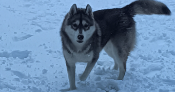 may pet sitter à Wavrans-sur-Ternoise 62130_0