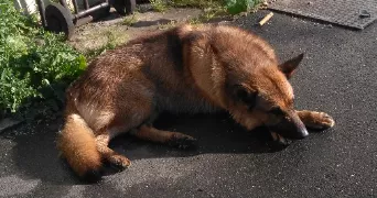 najim pet sitter à VILLEPINTE 93420