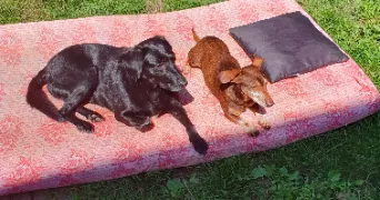 coralyne pet sitter à RIVES DU COUESNON 35140