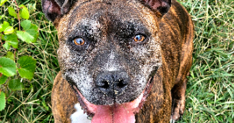maud pet sitter à VIOLES 84150_2