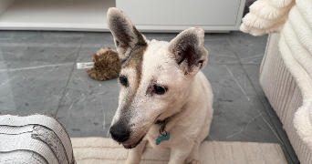 margaux pet sitter à VILLEVAUDE 77410_2