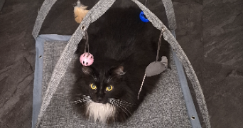 prescillia pet sitter à LALEVADE D ARDECHE 07380_3