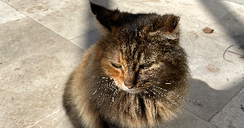 claire pet sitter à ST MARTIN DE CRAU 13310_7