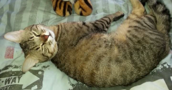 deborah pet sitter à BEAUVOISIN 30640_6
