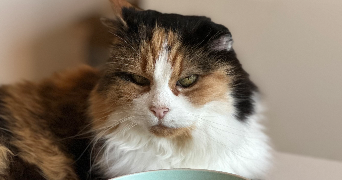 anael pet sitter à MORSBRONN LES BAINS 67360_2