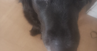 isabelle pet sitter à CAEN 14000_0