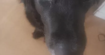 isabelle pet sitter à CAEN 14000