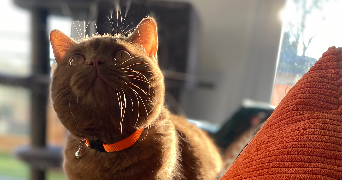 isabelle pet sitter à BLAGNAC 31700_1