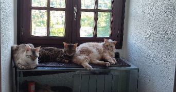 elise pet sitter à PALAISEAU 91120_1