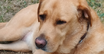 michel dog sitter à LYON 04 69004_6
