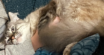 audrey pet sitter à PERCENEIGE 89260_3