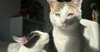 julia pet sitter à Saint jean de Bournay 38440_1