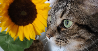 cindy pet sitter à Mandelieu la Napoule 06210_8