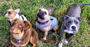 joris dog sitter à CHAVAGNES EN PAILLERS 85250_1