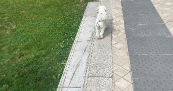 mathieu pet sitter à BORDEAUX 33800_0