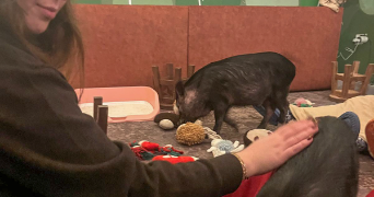 manelle pet sitter à LIÈGE 4000_6