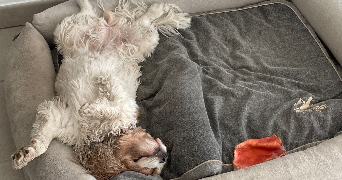 elisa pet sitter à SARAN 45770_7