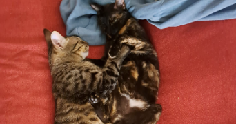 camille pet sitter à lyon 69008_6