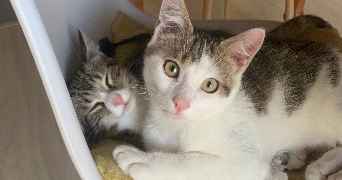 eve-anne pet sitter à RENNES 35700_3