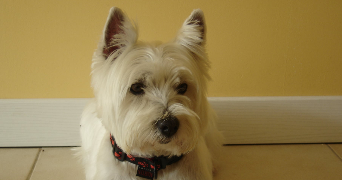 constance pet sitter à CHENNEVIERES SUR MARNE 94430_8