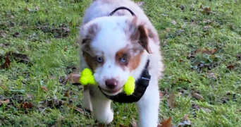 valerie pet sitter à HOURTIN 33990_5