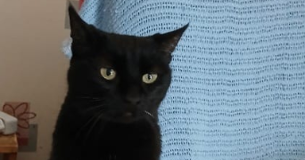 gisèle cat sitter à ANNECY 74960_5