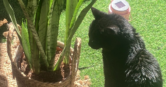 delphy pet sitter à ST JEAN DE VEDAS 34430_5