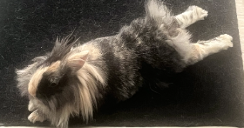 karine pet sitter à COLOMIERS 31770_5