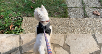 amalia pet sitter à ST MALO 35400_2