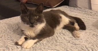 anaïs pet sitter à COURCELLES LES LENS 62970_3