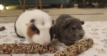 noémie pet sitter à VERRIERES LE BUISSON 91370_3