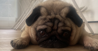 laetitia pet sitter à MONTIGNY LE BRETONNEUX 78180_3