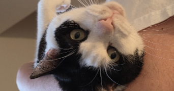 océane pet sitter à PEAULE 56130_3