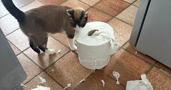 savannah pet sitter à BASTIA 20200_3