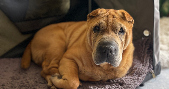 alysson pet sitter à GIF SUR YVETTE 91190_5