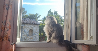 marie pet sitter à Le Cannet-des-Maures 83340_3