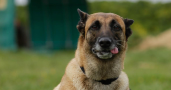 leonnie dog sitter à ST GERVAIS SUR ROUBION 26160_2