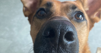 anne pet sitter à QUIMPER 29000_1