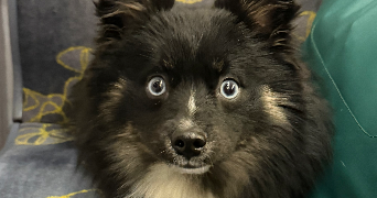 steven pet sitter à LIVRY GARGAN 93190_0